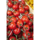 Cocktailtomate 'Picolino' F1