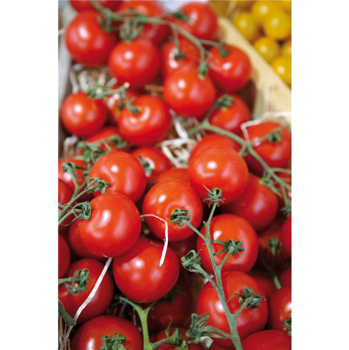 Cocktailtomate 'Picolino' F1