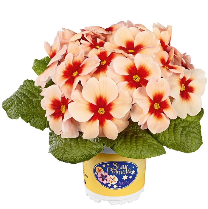 Stern-Primel 'Jupiter® Apricot with Red Eye'