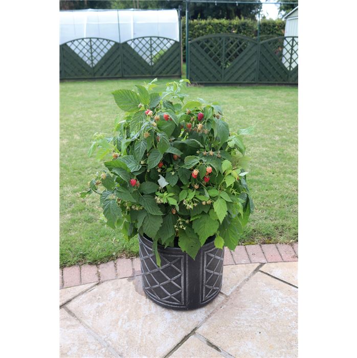 Himbeere 'Summer Lovers® Patio Red'