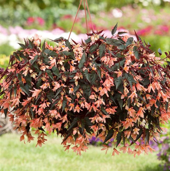 Anden-Begonie 'Bellavista® Dark Leaf Salmon'