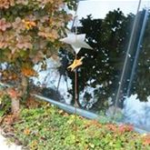 Gartenstab 'Double Starry'