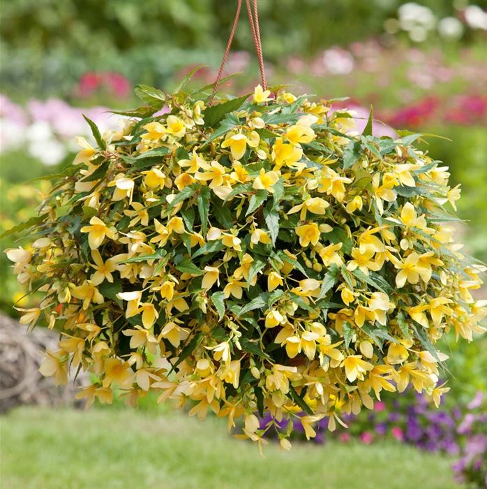 Anden-Begonie 'Bellavista® Lemon'