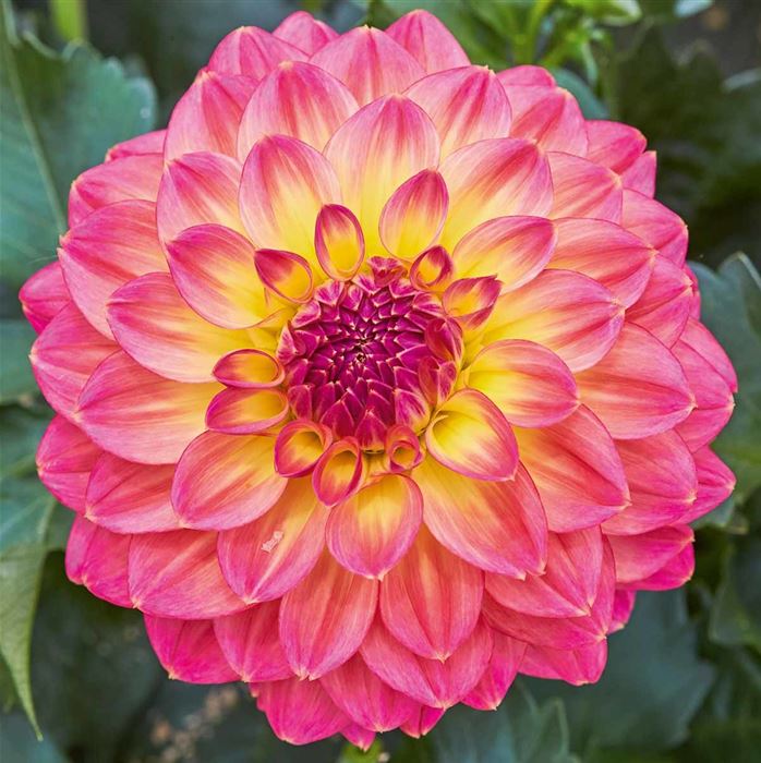 Dahlie 'Lubega® Power Tropical Punch'