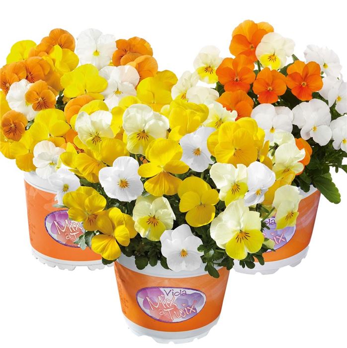 Hornveilchen Trio 'Mix a Twix® Sunny'
