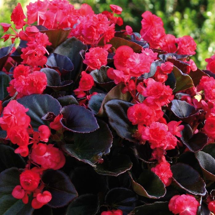Gefüllte Mini-Begonie 'Doublet® Red'