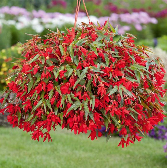 Anden-Begonie 'Bellavista® Red'