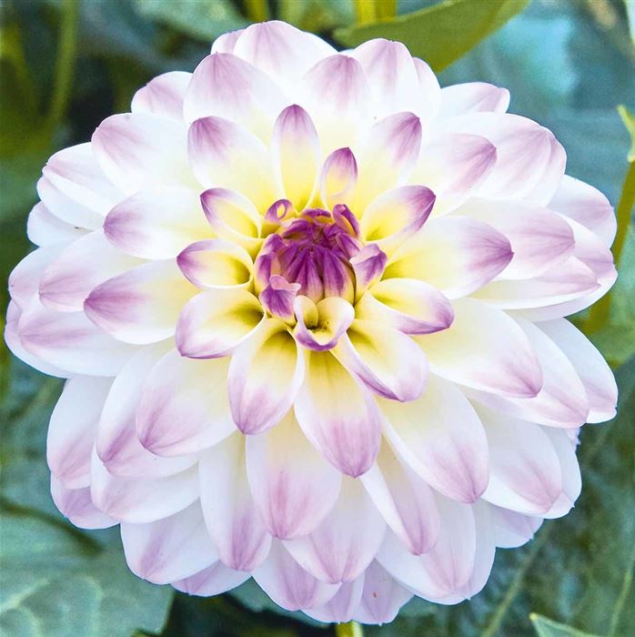 Dahlie 'Lubega® Power White Lilac Frost'