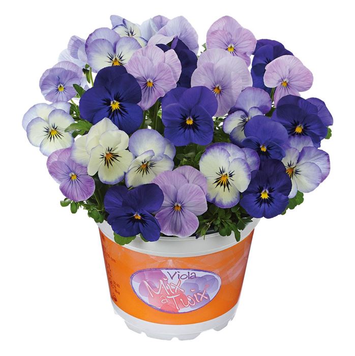 Hornveilchen-Trio 'Mix a Twix® Blue Wave'