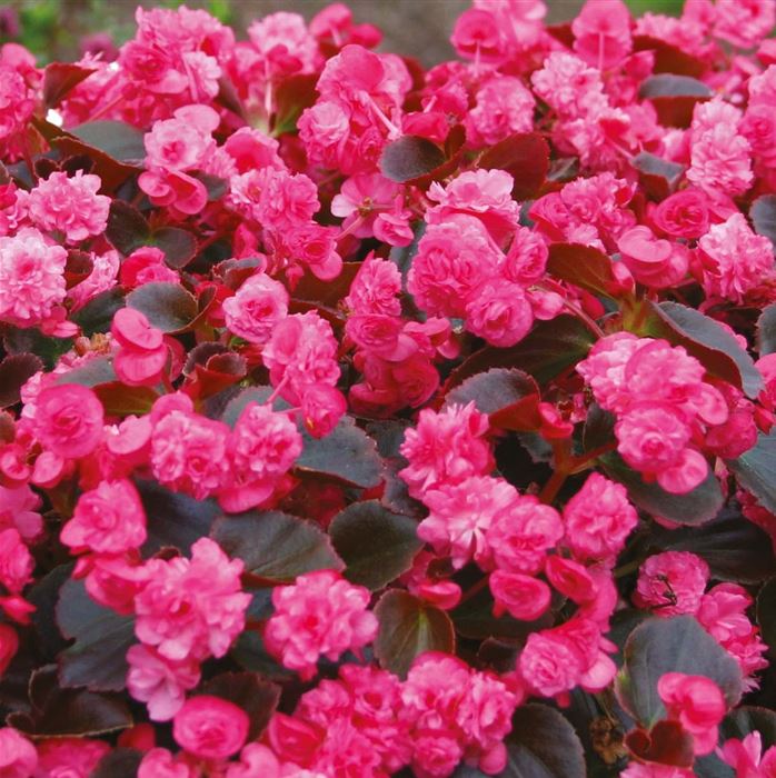 Gefüllte Mini-Begonie 'Doublet® Rose'