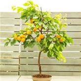 Aprikose 'Fruit Me® Apricot'