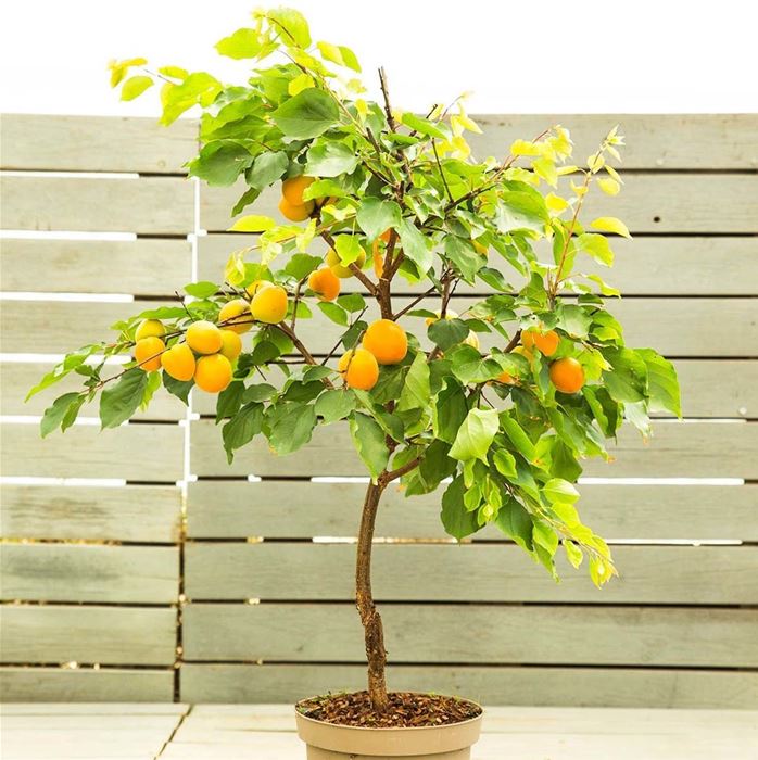 Aprikose 'Fruit Me® Apricot'