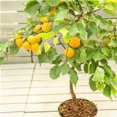 Aprikose 'Fruit Me® Apricot'