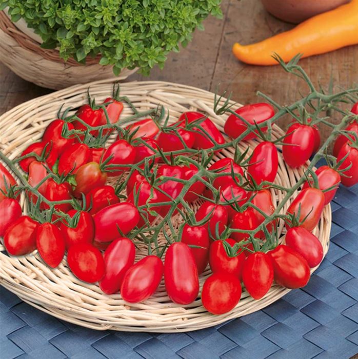 Dattel-Tomate 'Cupido' F1, veredelt