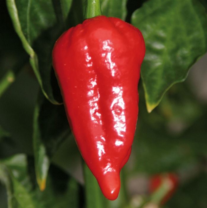 Indischer Chili Dorset Naga 'Cresto® Red'