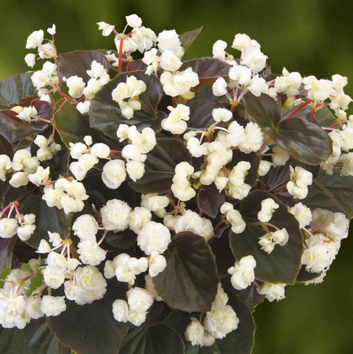 Gefüllte Mini-Begonie 'Doublet® White'