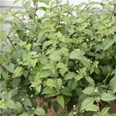 Aztekisches Süßkraut 'Colada®'