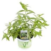 Aztekisches Süßkraut 'Colada®'