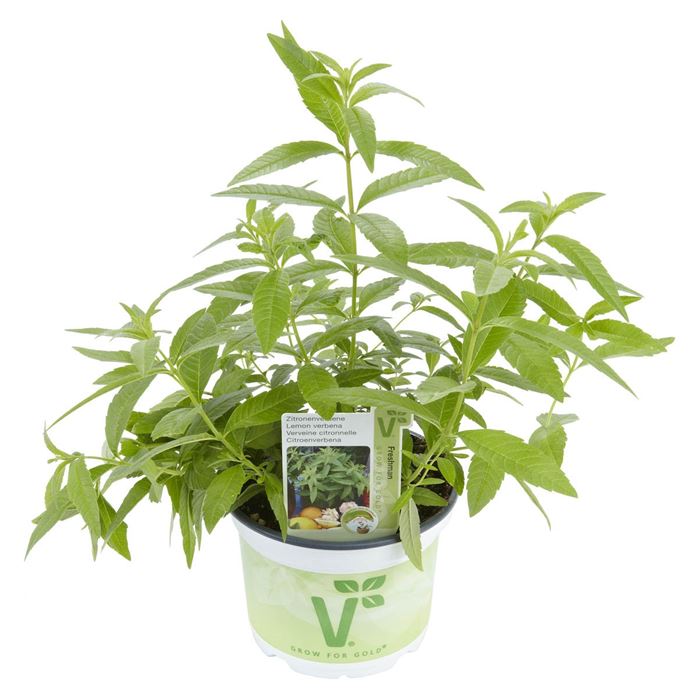 Aztekisches Süßkraut 'Colada®'