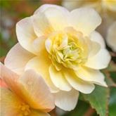 Duft-Begonie 'Sweet Spice Citrus'