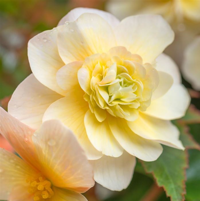 Duft-Begonie 'Sweet Spice Citrus'