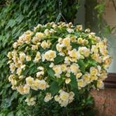 Duft-Begonie 'Sweet Spice Citrus'