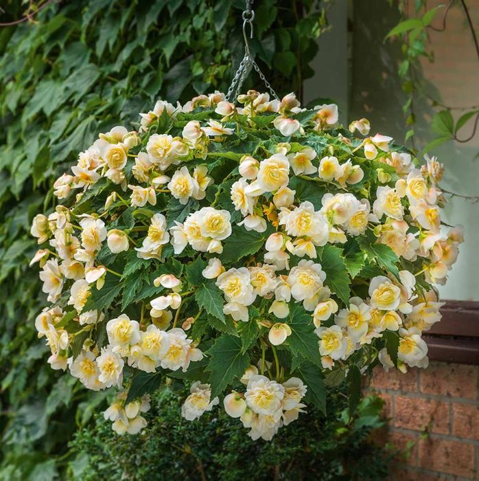 Duft-Begonie 'Sweet Spice Citrus'