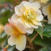 Duft-Begonie 'Sweet Spice Citrus'