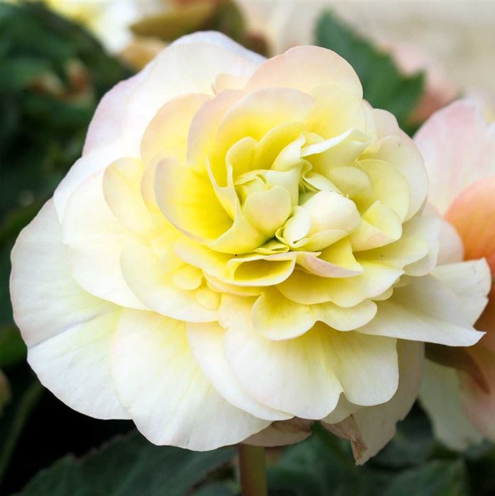 Duft-Begonie 'Sweet Spice Citrus'