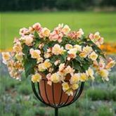 Duft-Begonie 'Sweet Spice Citrus'