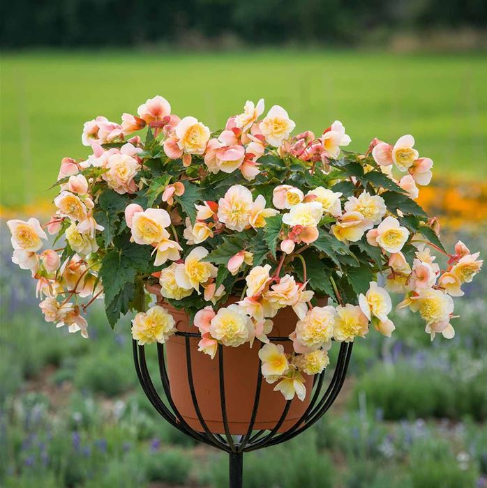 Duft-Begonie 'Sweet Spice Citrus'