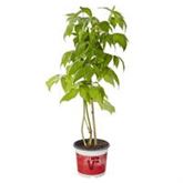 Gelbe Himbeere' All Gold'