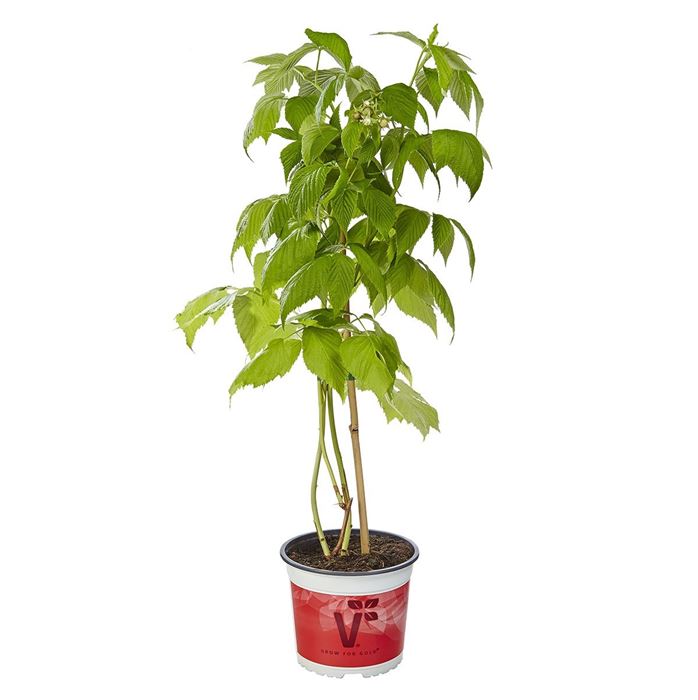 Gelbe Himbeere' All Gold'