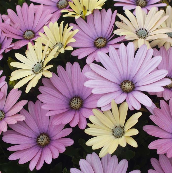 Kapkörbchen 'Erato® Spring Lemon'