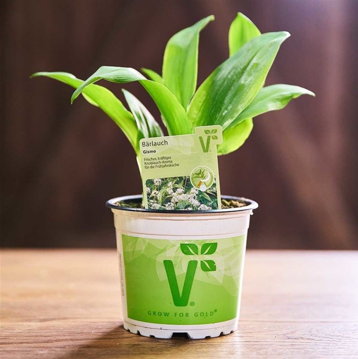 Bärlauch 'Gismo'