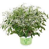 Glitzerschnee 'Snow Mountain'