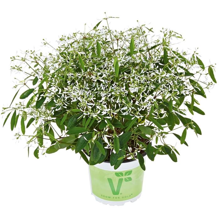 Glitzerschnee 'Snow Mountain'