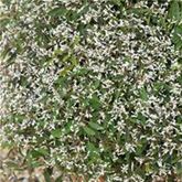 Glitzerschnee 'Snow Mountain'