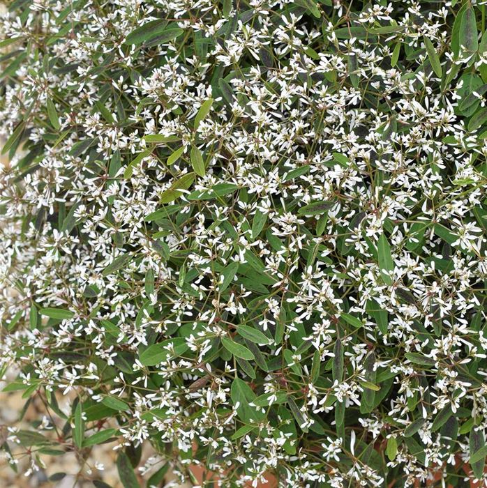 Glitzerschnee 'Snow Mountain'