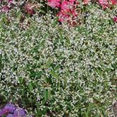 Glitzerschnee 'Snow Mountain'