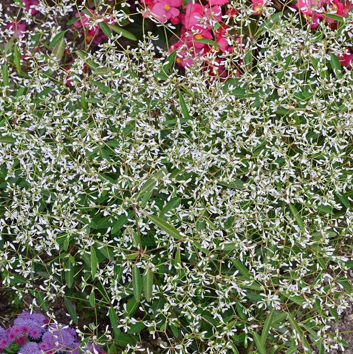 Glitzerschnee 'Snow Mountain'