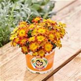 Bidens 'Taka Tuka® M Red Glow'