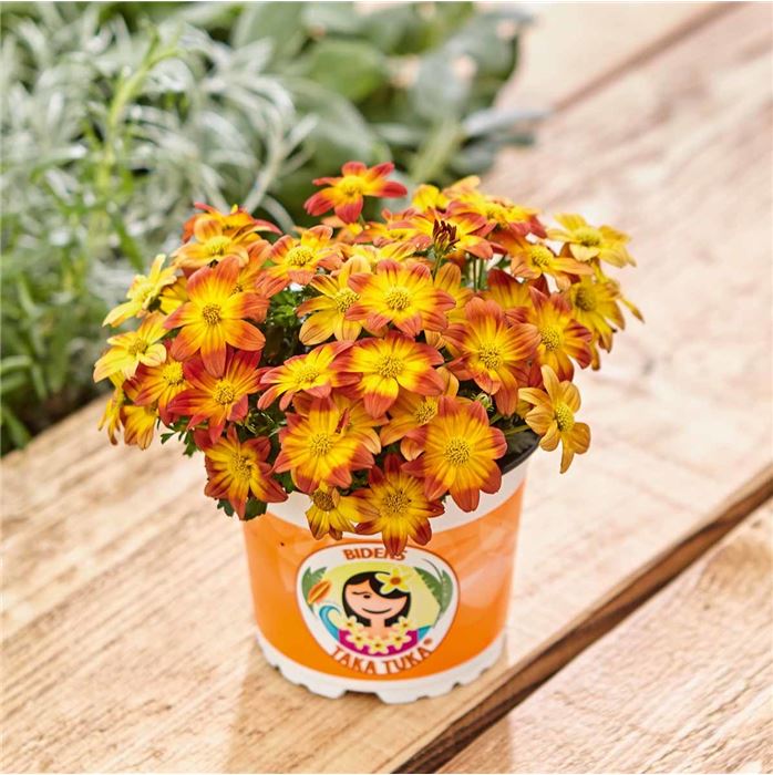 Bidens 'Taka Tuka® M Red Glow'