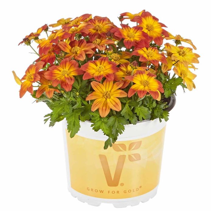 Bidens 'Taka Tuka® M Red Glow'