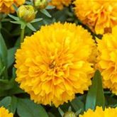 Großes Mädchenauge 'Solena® Compact Gold'