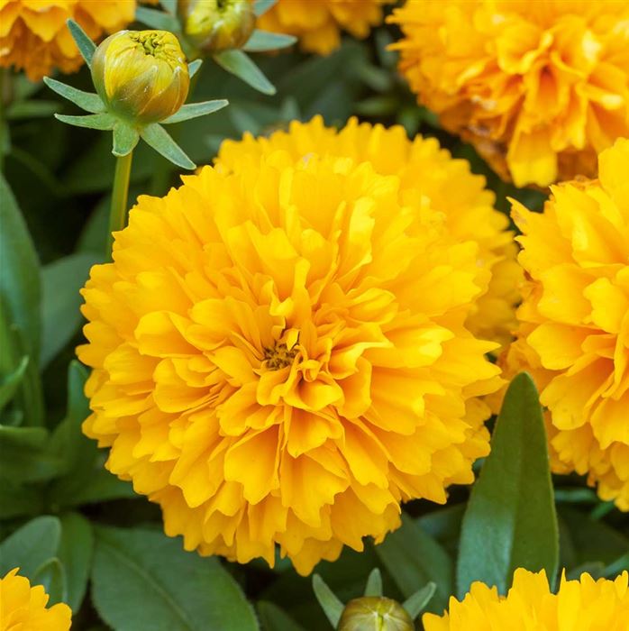 Großes Mädchenauge 'Solena® Compact Gold'