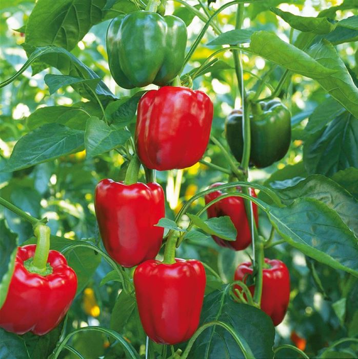 Blockpaprika 'Bontempi' F1
