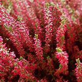Knospenheide 'Gardengirls® Red'