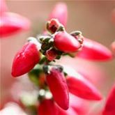 Knospenheide 'Gardengirls® Red'