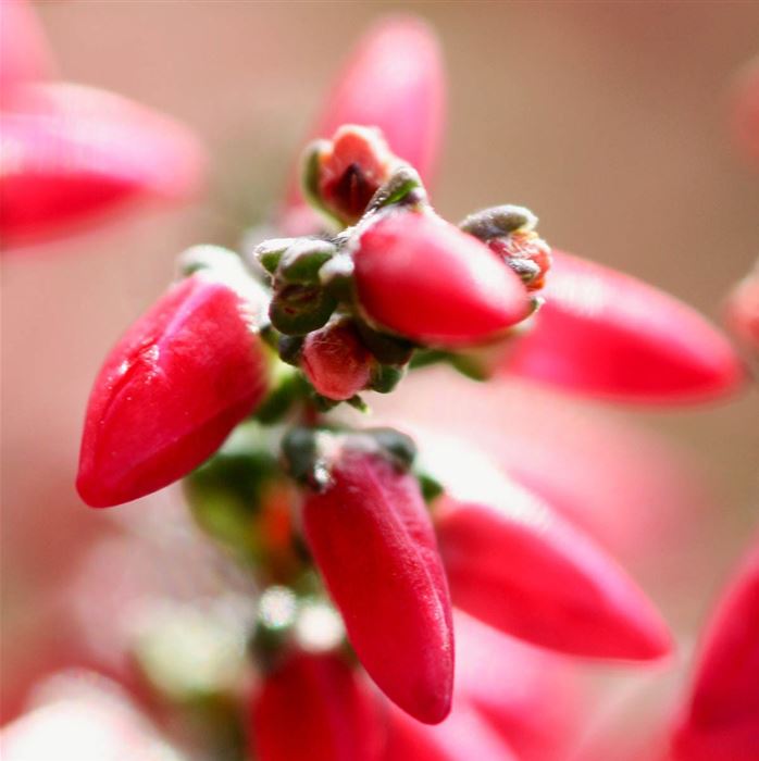 Knospenheide 'Gardengirls® Red'